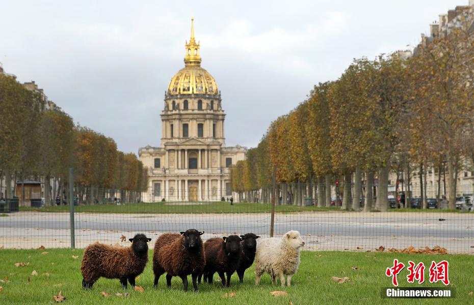 法国巴黎在草坪放养绵羊“除杂草”