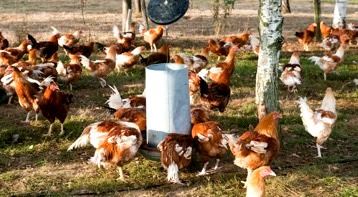 法国连续出现禽流感疫情 相关机构正在进行疫情溯源工作
