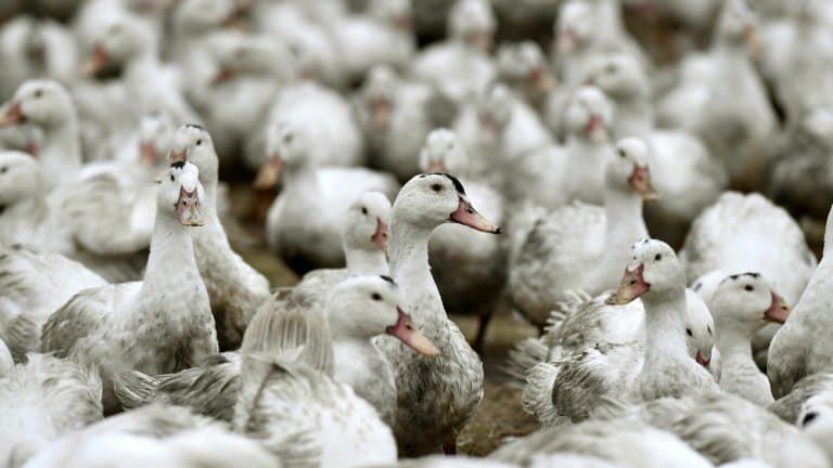 法国西南部地区禽流感疫情致20多万只鸭子被扑杀