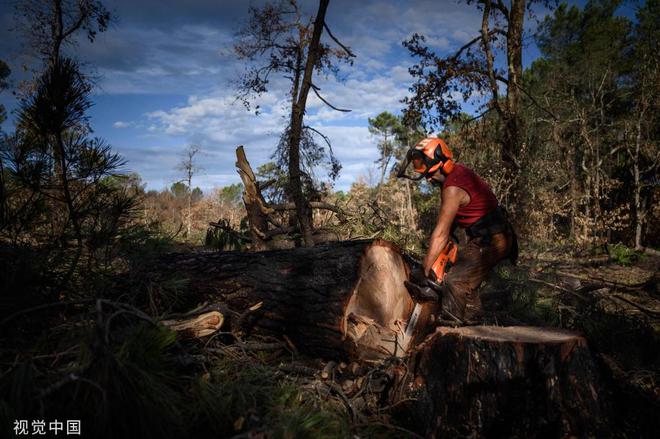 法国野火致大量树林被烧毁