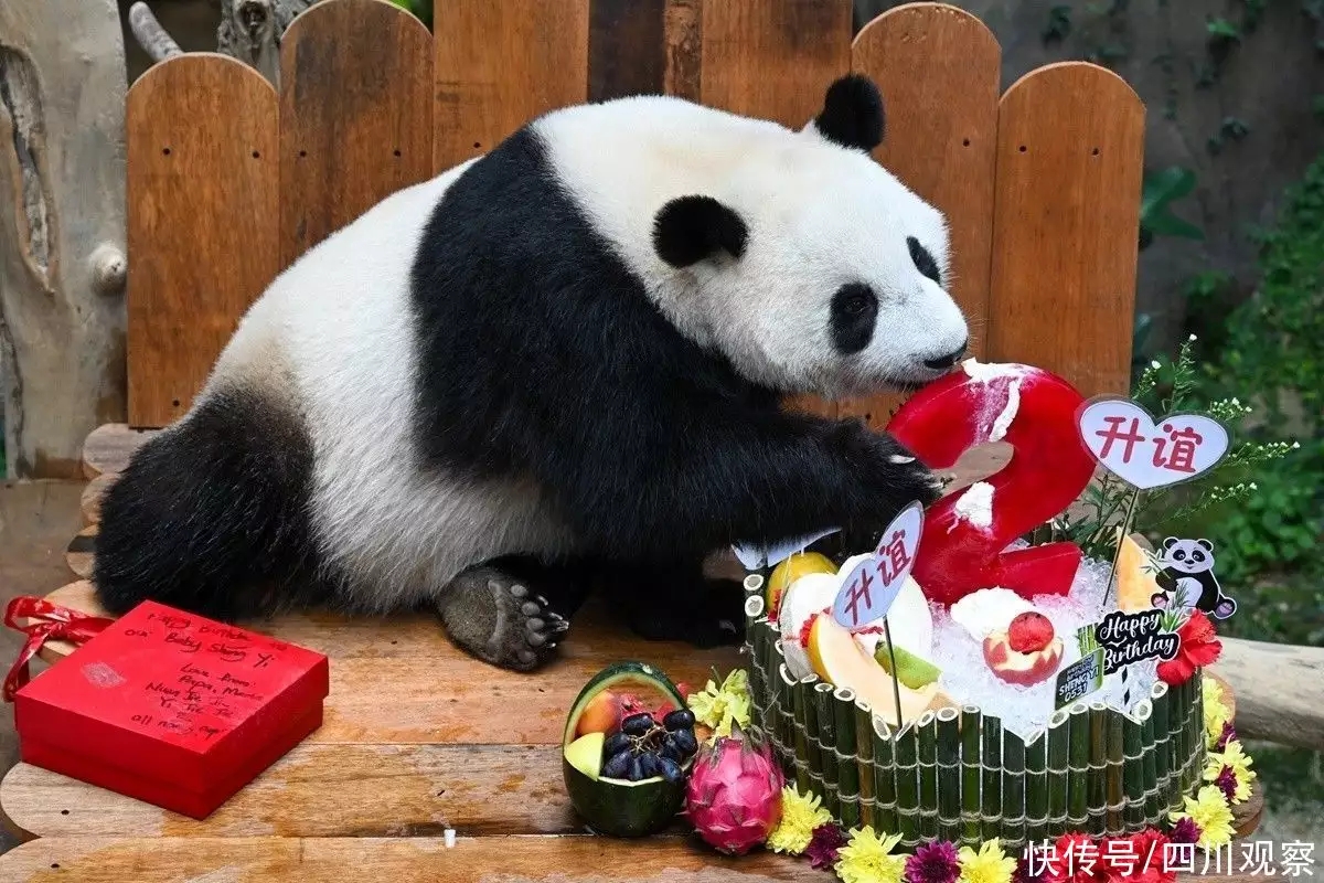 大熊猫“谊谊”和“升谊”将从马来西亚启程返回中国