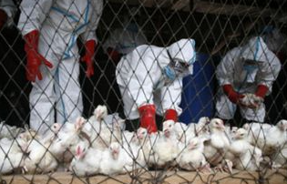 法国一养殖场发现高致病性禽流感病例