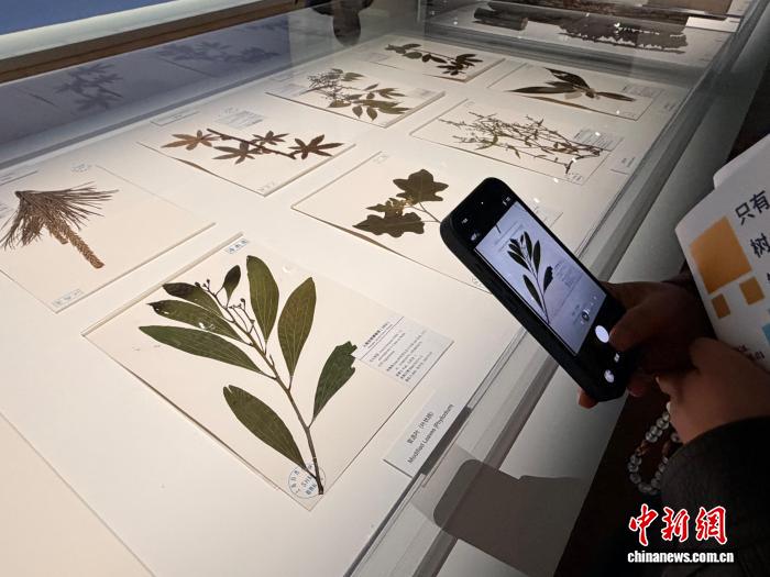 “只有树知道”新展在上海自然博物馆向公众开放