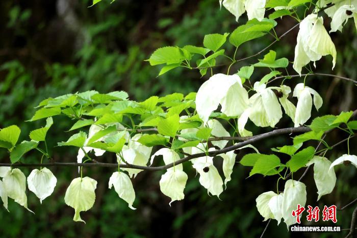 湖北堵河源保护区现珍稀珙桐群落