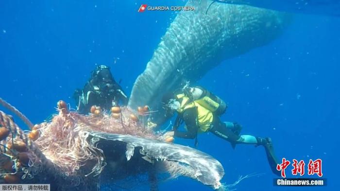 资料图：一头鲸鱼被渔网缠住，相关人员在水下切断渔网帮助鲸鱼重获自由。